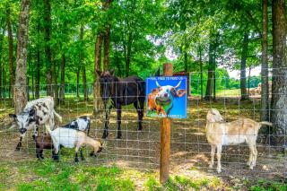 Almost Heaven Too 50-Acre Escape with Pond! - Brownsville - 9
