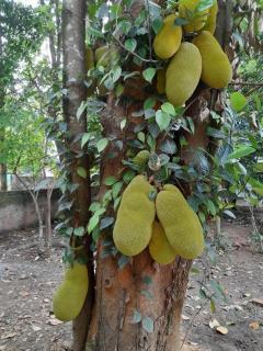 Back Packers Cochin Villa - Cochin - 4