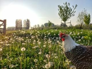 Op 't Roth 12 ruime sfeervolle vakantiewoning in 't groen - Oudenaarde - 3