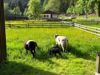 Ferienwohnung Schmalzgrube - 4