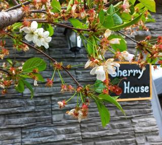 Cherry House - Kazbegi - 0