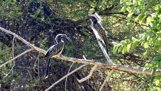 Tshima Bush Camp - 9