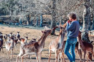 Damwildfarm in Rollerbü Südschweden - Tyringe - 9