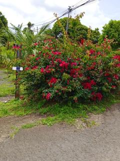 Maison de charme à Petit Bourg avec piscine partagée - 1