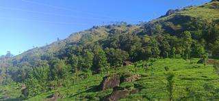 Tea Dale - All rooms with Tea Estate view - Munnar - 5