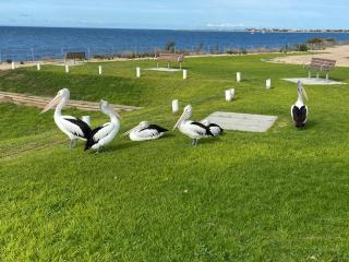 Edithburgh Caravan Park - 3