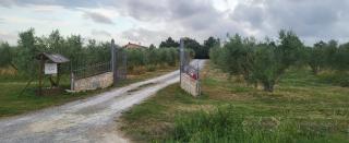 ilboschetto magnolia - Albinia - 6