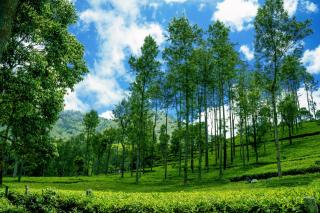 Biosphere - Coonoor - 6