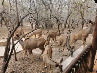 Gemsbok Place - Marloth Park - 9