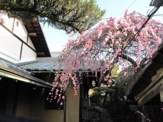 Guesthouse Nara Backpackers - Nara - 9