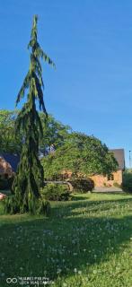 Violin house - Strzelinko - 8