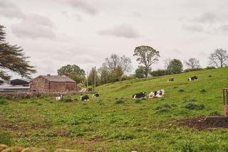 Plum Cottage - 8