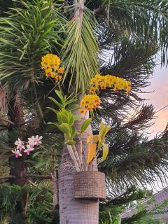 Cerah Hotel - Paiton - 9