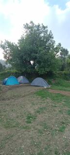 The City Escape Camping - Shimla - 7