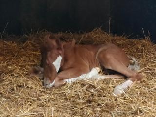 Haras des Buissonnets - Bois-Anzeray - 6