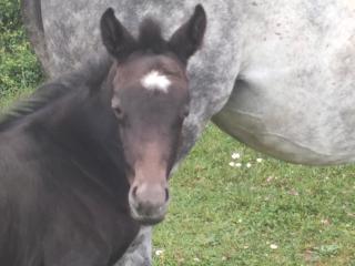 Haras des Buissonnets - Bois-Anzeray - 5