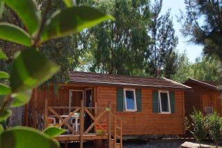 Camping Les Palmiers - Hyères - 4