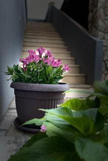 Apartmani Roxy - Lovište - 4