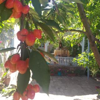 ANTICA Family Guest House - Samarcanda - 7