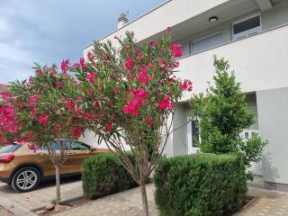 Apartmani Jozic - Seline - 1