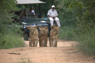 Karongwe- Shiduli Safari Lodge - 0