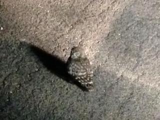 B&B Finestre Tra Gli Ulivi - 5