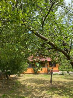 AB’s rustic cabin - Dejani - 4
