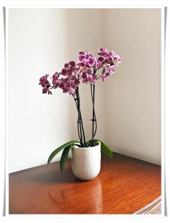 Spacious and modern 2 bedroom flat near the City Centre - Edinburgh - 1