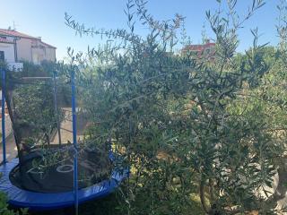 Villa Ulika - 3 apt for 4 persons - Pula - 1