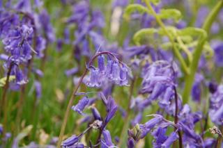 Corriebrack cottage - 1