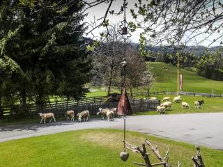 Pension Walchauhof - Flachau - 5