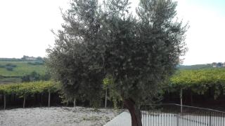 Ortona Holiday B&B - Ortona - 2
