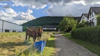Weingut Harald Ludwig - Osann-Monzel - 5