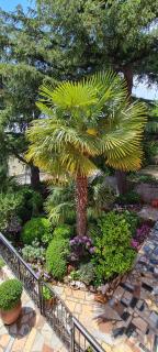 Apartmani Merlin Selce - Selce - 3