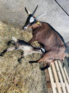 Kota à la ferme - Beaumont-en-Argonne - 3