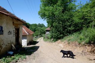 Šumska tajna - Radenkovac - Lipovac - 1