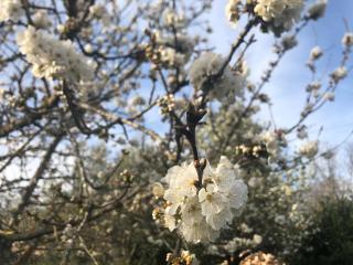 Villa Ljubica with big beautiful garden - 5