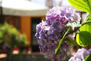 Casa Rosaria Amalfi Coast - Vietri sul Mare - 6