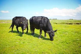 Hotel & Gasthaus Hilligenley - auf der Hallig Langeness - Langeneß - 3
