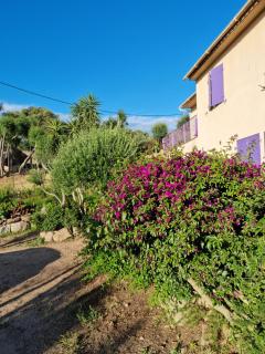 L'ortu di Quaprice - 6