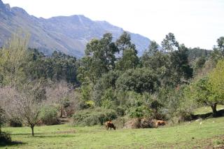 El Corral Del Acebo - Nueva - 8