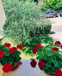 Apartment Novigrad - Novigrad - 6