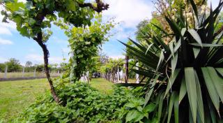 Morin Grey casa en el corazón de la Ribeira Sacra - 4