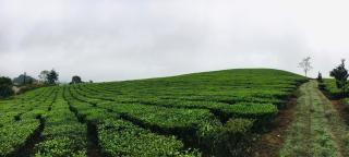 Emopea Moc Chau - Mộc Châu - 4