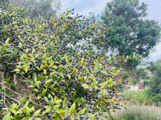 Stazzo Monti Russu - 2