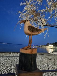 Larus - Split - 0