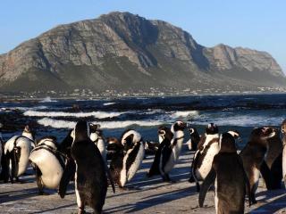 The Whale and Waddler - Unit with a view - Kleinmond - 1