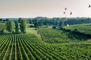 Countryhome at winery Chateau Camponac - Bourg-sur-Gironde - 3