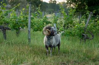 Countryhome at winery Chateau Camponac - Bourg-sur-Gironde - 2