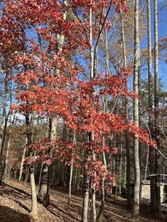 Eagle's nest - Blairsville - 6